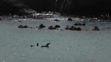 Güney Afrika 'daki Simons Körfezi' ne yakın bir koyda sevimli penguenler. Dev taş kayaların yanındaki penguen kolonisi ya da sığınağı. Güneşli sıcak bir gün..