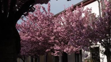 Kırmızı kiraz ağacının daha sonraki safhasında çekilmiş 4k yavaş çekim videosu, renkli çiçekler ağaçta, kentsel arka planda. Zaten görünen normal yapraklar filizlenmeye başlıyor...