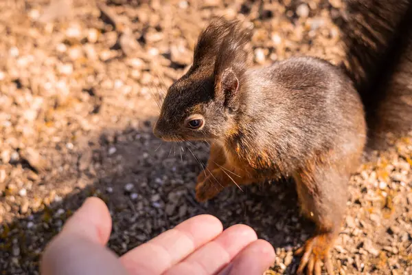 Kırmızımsı kahverengi kürklü küçük bir sincap taşlı bir yolda duruyor, tuhaf bir şekilde uzanmış bir insan eline bakıyor, bulanık doğal bir arka plan üzerine kurulmuş, vahşi yaşamın bir anını yakalıyor.