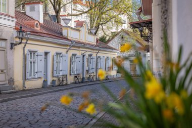Tallinn 'deki büyüleyici bir kaldırım taşı caddesinde mavi panjurlu pastel sarı binalar, kırmızı kiremitli çatılar ve küçük açık hava koltukları yer alıyor. Önplandaki sarı çiçekler ağaçlarla kaplı, güneşli bir gökyüzünün altına canlı bir dokunuş ekler..