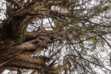 Görüntü, karmaşık dallara ve eski bir ağacın gövdesine bakan manzarayı gösteriyor. Ağaç kabuğu sert ve yeşil yosun parçalarıyla kaplıyken, dallar geniş bir alana yayılarak bulutlu bir gökyüzüne karşı karmaşık bir ağ oluşturuyor. Bazı yapraklar görünür.