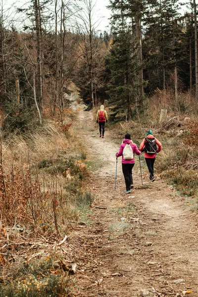 Sırt çantalı yürüyüşçüler ve yürüyüş direkleriyle Beskidy dağlarında dar bir yol boyunca yürürler, etrafları uzun ağaçlarla ve bulutlu bir gökyüzünün altında kuru sonbahar otlarıyla çevrilidir..