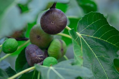 Olgun mor incirlerle dolu canlı incir ağacı ve yemyeşil yaprakların arasına yerleştirilmiş olgunlaşmamış yeşil incir ağacı. Yumuşak doğal ışıkta yakalanan bu sakin bahçe sahnesi taze, organik meyvelerin güzelliğini vurgular..