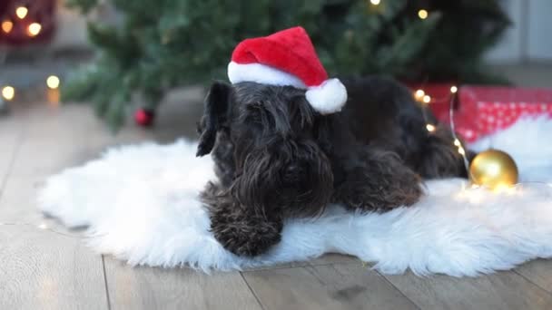 圣诞老人树旁戴着一顶圣诞老人帽的可爱的狗 — 图库视频影像