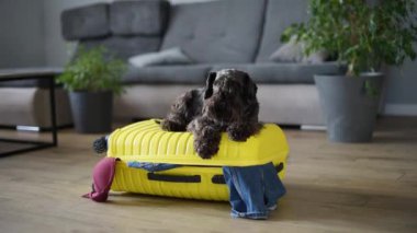 Şirin bir schnauzer ve kapalı bir bavul. Köpek takılacak.