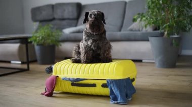 Şirin bir schnauzer ve kapalı bir bavul. Köpek takılacak.