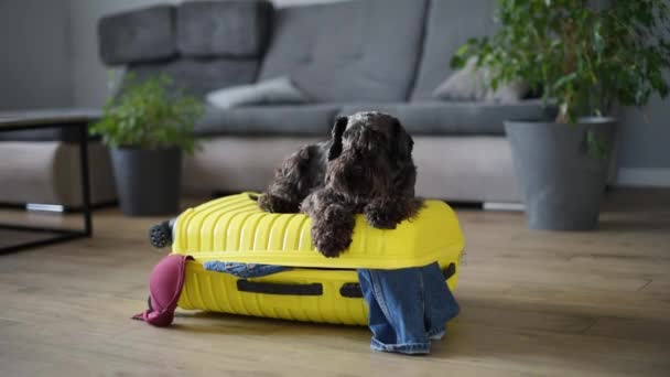 Leuke Schnauzer Koffer Binnen Hond Reis — Stockvideo