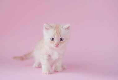 A cute ginger kitten on pink background. Playful and funny pet, blank for advertising, poster, sale, veterinary clinic. Copy space.