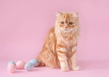Easter theme. ginger cat sitting with small easter eggs on pink background