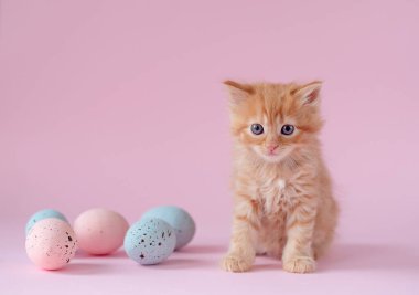 Easter theme. ginger kitten sitting with small easter eggs on pink background
