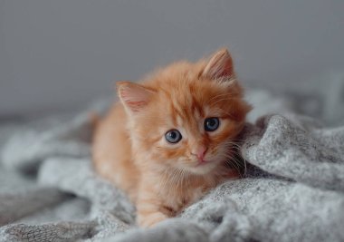 Şirin kırmızı kedi yavrusu beyaz kürk battaniyesinde uyuyor.