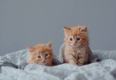 Two small kittens on a gray background.