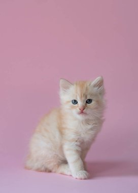 A cute ginger kitten on pink background. Playful and funny pet, blank for advertising, poster, sale, veterinary clinic. Copy space.