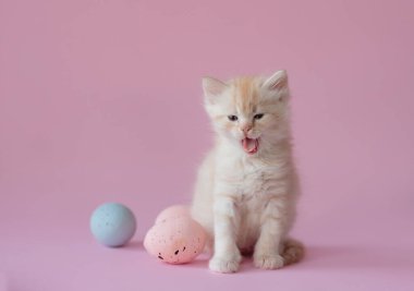 easter concept. Kitten on a pink background with easter eggs