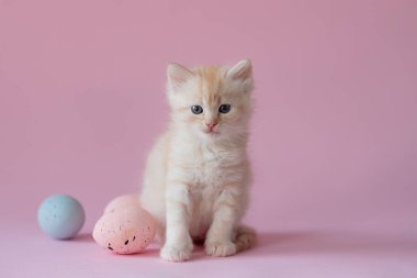 easter concept. Kitten on a pink background with easter eggs