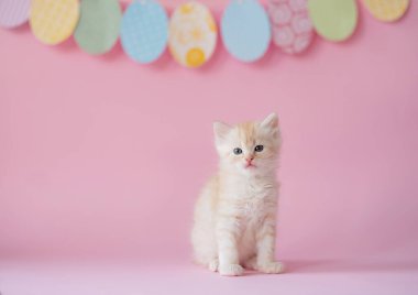 Beautiful cute kitten with Easter decor. Favorite Pet. Picture for a postcard.