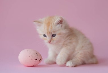 cute ginger kitten on a pink background with easter eggs