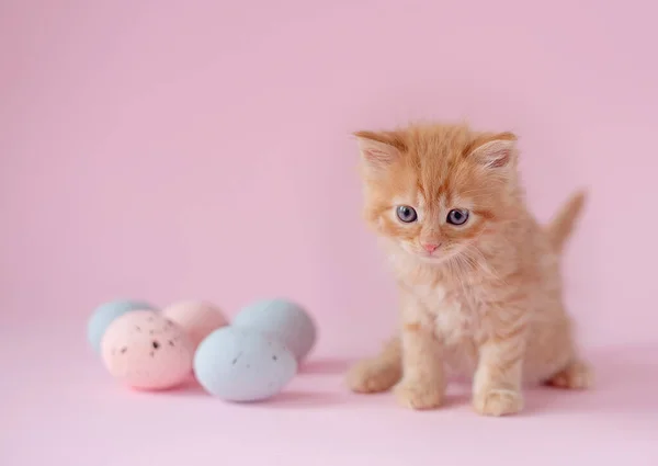 Easter Theme Ginger Kitten Sitting Small Easter Eggs Pink Background — Fotografia de Stock