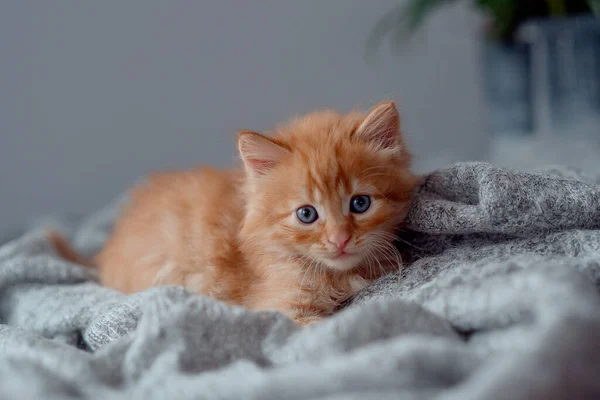 Cute Little Red Kitten Sleeps Fur Gray Blanket — Fotografia de Stock