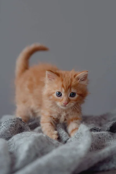 Cute Little Ginger Kitten Gray Blanket — Fotografia de Stock