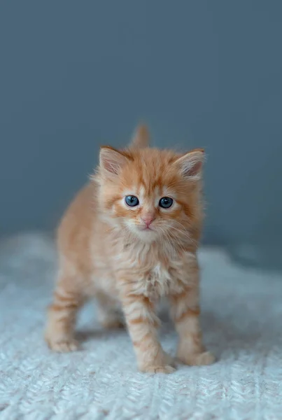 Cute Little Ginger Kitten Looking Camera — Fotografia de Stock