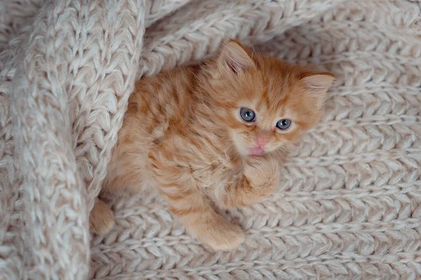 Cute Ginger Kitten Sleeping — Fotografia de Stock