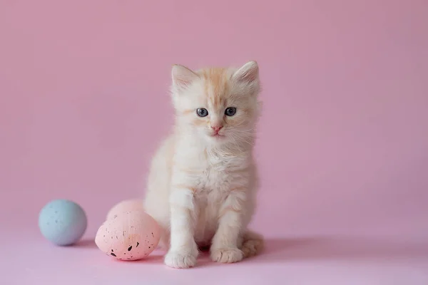 easter concept. Kitten on a pink background with easter eggs