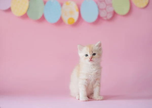 Beautiful Cute Kitten Easter Decor Favorite Pet Picture Postcard — Fotografia de Stock