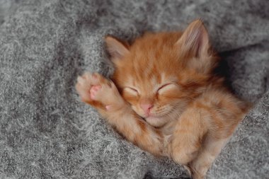 Cute ginger kitten sleeps on fur gray blanket
