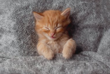 Cute ginger kitten sleeps on fur gray blanket
