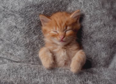 Cute ginger kitten sleeps on fur gray blanket