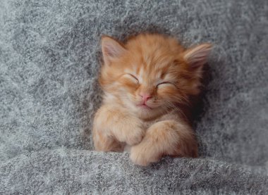Cute ginger kitten sleeps on fur gray blanket