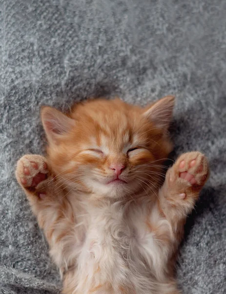 Cute ginger kitten sleeps on fur gray blanket