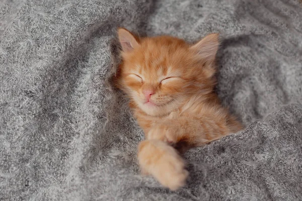 Cute little ginger kitten sleeps on fur gray blanket