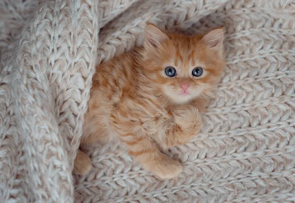 Cute Little Ginger Kitten Sleeps Fur Gray Blanket — Fotografia de Stock