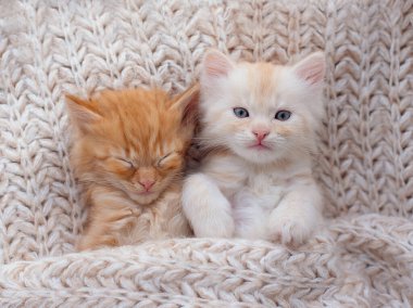 Gri yumuşak örgü battaniyenin üzerinde uyuyan birbirine aşık kedi yavruları. Kediler yatakta kestirirler. Sevgililer gününde kedi sevgisi ve arkadaşlık. Rahat hayvanlar rahat evlerinde uyurlar. Üst görünüm