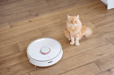 White robot vacuum cleaner on wooden floor. Ginger cat on the floor in the living room looking how robot cleaning the floor. clipart