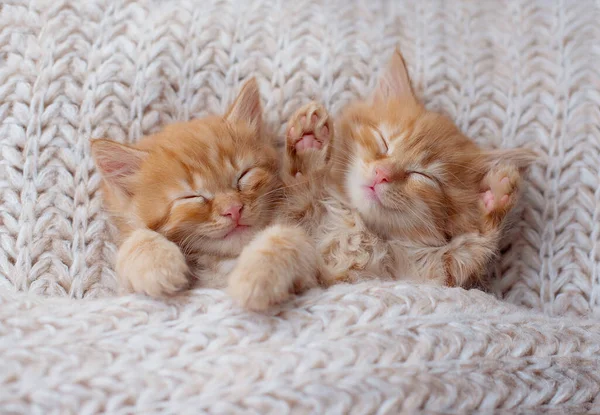 Casal Gatinhos Bonitos Amor Dormindo Cobertor Malha Macio Cinza Gatos — Fotografia de Stock