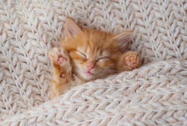 Şirin tekir kedicik beyaz yumuşak battaniyenin üzerinde uyuyor. Kediler yatakta kestirirler. Rahat hayvanlar rahat evlerinde uyurlar..