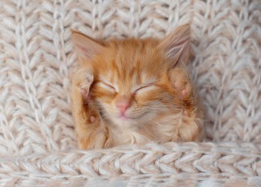 Şirin tekir kedicik beyaz yumuşak battaniyenin üzerinde uyuyor. Kediler yatakta kestirirler. Rahat hayvanlar rahat evlerinde uyurlar..