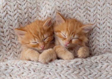 Şirin tekir kedicik beyaz yumuşak battaniyenin üzerinde uyuyor. Kediler yatakta kestirirler. Rahat hayvanlar rahat evlerinde uyurlar..