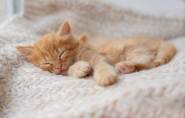 Şirin tekir kedicik beyaz yumuşak battaniyenin üzerinde uyuyor. Kediler yatakta kestirirler. Rahat hayvanlar rahat evlerinde uyurlar..