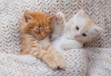 Şirin tekir kedicik beyaz yumuşak battaniyenin üzerinde uyuyor. Kediler yatakta kestirirler. Rahat hayvanlar rahat evlerinde uyurlar..