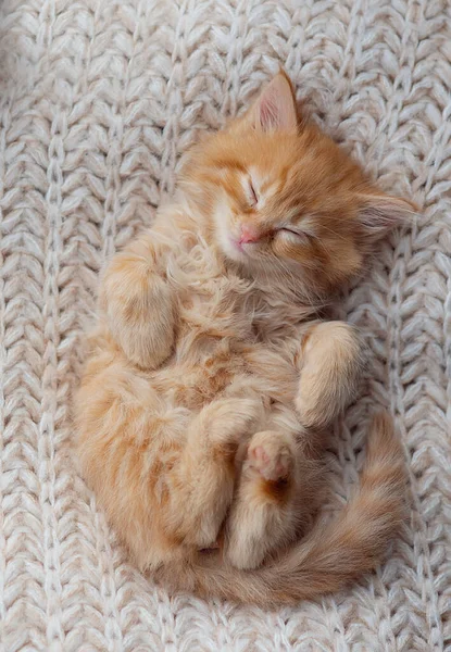 Cute tabby kitten sleep on white soft blanket. Cats rest napping on bed. Comfortable pets sleep at cozy home.