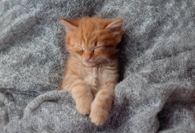 Sevimli küçük kedi kürk beyaz battaniyesinin