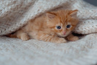 Şirin kırmızı kedi yavrusu beyaz kürk battaniyesinde uyuyor.