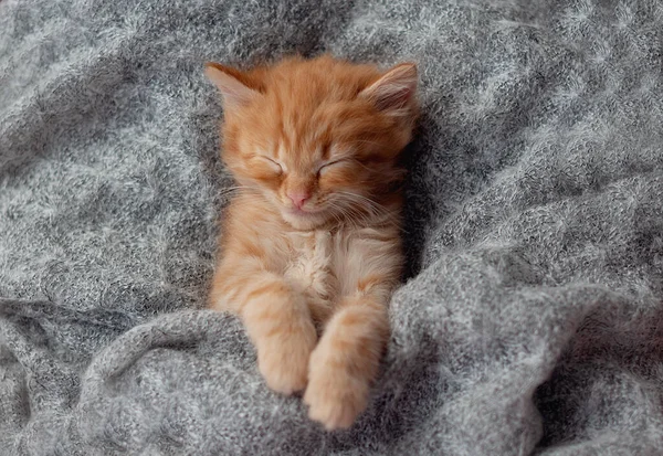 Sevimli küçük kedi kürk beyaz battaniyesinin