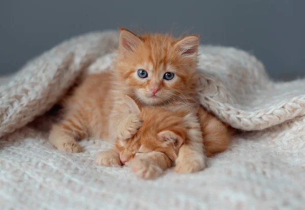 Милая Маленькая Красная Кошечка Лежит Меховом Белом Одеяле — стоковое фото