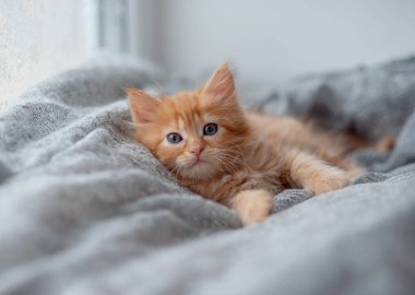 Şirin kırmızı kedi yavrusu beyaz kürk battaniyesinde uyuyor.