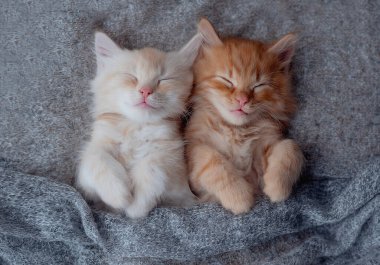 Şirin kırmızı kedi yavrusu beyaz kürk battaniyesinde uyuyor.